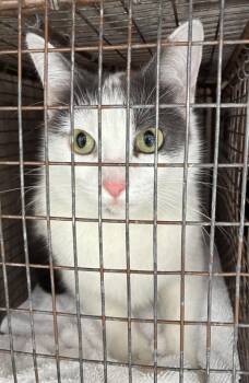 Domestic Short Hair Cats Available for Adoption in Salt Lake City, Utah - *Purrita* | PetCurious