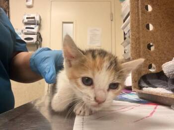 BENTINA -  Domestic Short Hair Cat for Adoption in Riverside, California - BENTINA | PetCurious