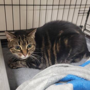 Rescue Domestic Short Hair Cats for Adoption in Bloomington, Illinois - Lilith | PetCurious