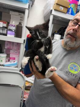 Doc -  Domestic Short Hair Cat for Adoption in Pomona, New York - Doc | PetCurious