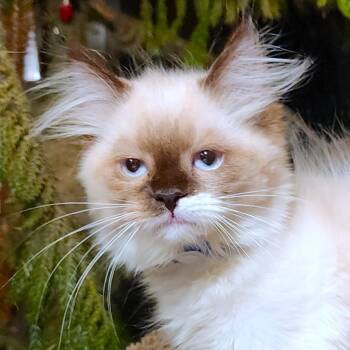PASTINA PERFECTION - GORGEOUS RAGDOLL GIRL -  Ragdoll Cat for Adoption in Oakwood, Georgia - PASTINA PERFECTION - GORGEOUS RAGDOLL GIRL | PetCurious