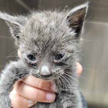 Snickers -  Domestic Short Hair Cat for Adoption in Corpus Christi, Texas - Snickers | PetCurious