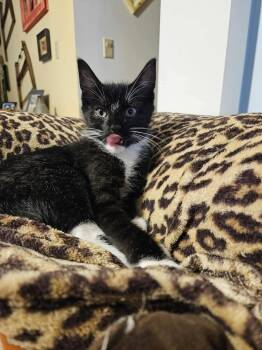 Rescue Domestic Short Hair Cats for Adoption in Salisbury, North Carolina - Zorrow | PetCurious