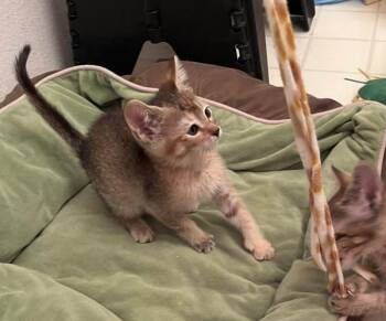 Air Conditioning -  Domestic Short Hair Cat for Adoption in Walnut Creek, California - Air Conditioning | PetCurious