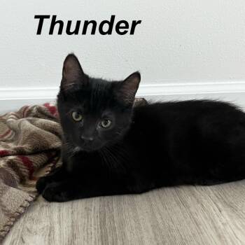 Thunder -  Domestic Short Hair Cat Available for Adoption in Wind Gap, Pennsylvania - Thunder | PetCurious
