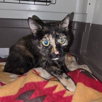 Domestic Short Hair Cats Available for Adoption in Ardmore, Oklahoma - Princess Peach | PetCurious