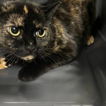 Shelly -  Domestic Medium Hair Cat for Adoption in Greensboro, North Carolina - Shelly | PetCurious