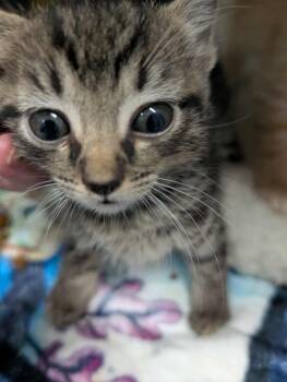 Rescue Domestic Short Hair Cats for Adoption in Rustburg, Virginia - Yak Sha - At Shelter | PetCurious