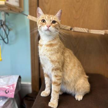Summer -  Domestic Short Hair Cat for Adoption in Fargo, North Dakota - Summer | PetCurious