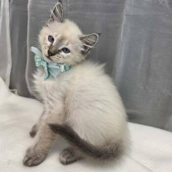 King -  Siamese Cat for Adoption in Foley, Alabama - King | PetCurious