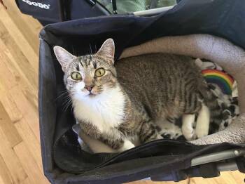Rescue Domestic Short Hair Cats for Adoption in Gladstone, Oregon - Rosie | PetCurious