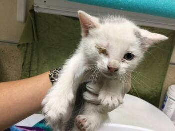 Domestic Short Hair Cats Available for Adoption in Riverside, California - CAKE | PetCurious