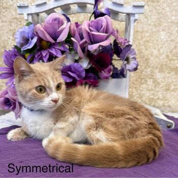 Symmetrical -  Domestic Short Hair Cat for Adoption in Parkersburg, West Virginia - Symmetrical | PetCurious