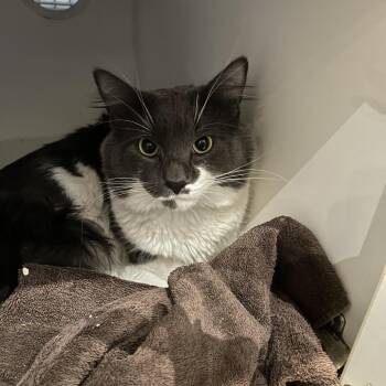 Domestic Short Hair Cats Available for Adoption - Oscar Wilde | PetCurious