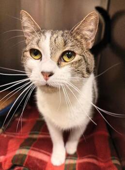 Domestic Short Hair Cats Available for Adoption in Ocala, Florida - Maygus | PetCurious