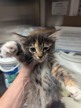 SQUIRREL -  Domestic Short Hair Cat for Adoption in Sacramento, California - SQUIRREL | PetCurious