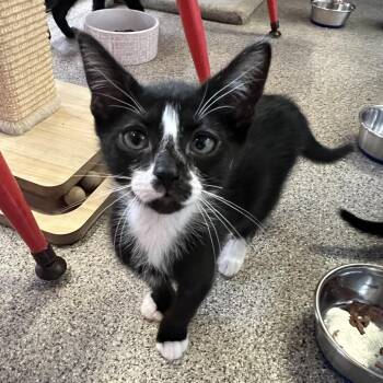 Lil Debbie -  Domestic Short Hair Cat for Adoption in Sarasota, Florida - Lil Debbie | PetCurious