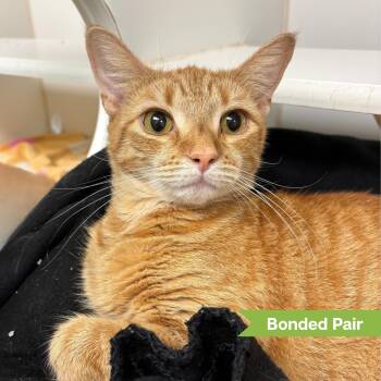Tails (bonded with Dora) -  Domestic Short Hair Cat for Adoption in Reisterstown, Maryland - Tails (bonded With Dora) | PetCurious