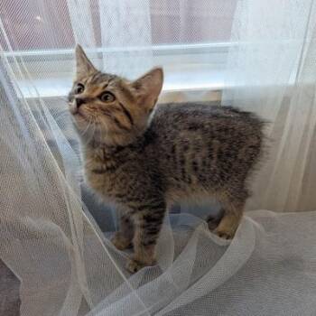 Sonic -  Manx and Tabby Cat for Adoption in Pearland, Texas - Sonic | PetCurious