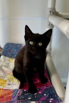Angela -  Domestic Short Hair Cat for Adoption in Newport, Oregon - Angela | PetCurious