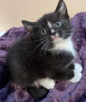 Vera -  Domestic Short Hair Cat for Adoption in Island Lake, Illinois - Vera | PetCurious
