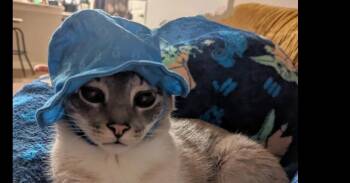 Siamese and American Shorthair Cats Available for Adoption - Ozzy | PetCurious