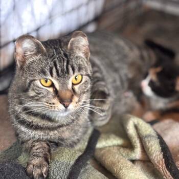 Mia -  Domestic Short Hair Cat for Adoption in Winnipeg, Manitoba - Mia | PetCurious