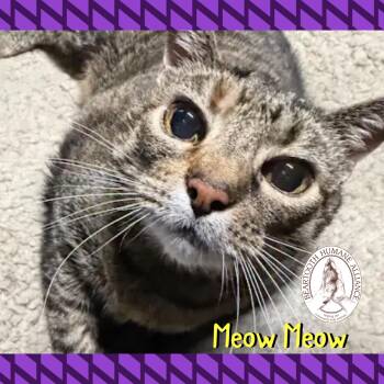 Domestic Short Hair Cats Available for Adoption in Red Lodge, Montana - Meow Meow | PetCurious