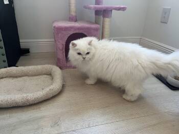 Persian Cats Available for Adoption in Belle Isle, Florida - Rambi And Beau | PetCurious