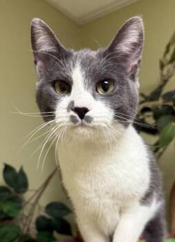 Mable -  Domestic Short Hair Cat for Adoption in Hastings, Nebraska - Mable | PetCurious