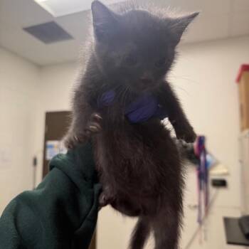 Lisa -  Domestic Short Hair Cat for Adoption in League City, Texas - Lisa | PetCurious