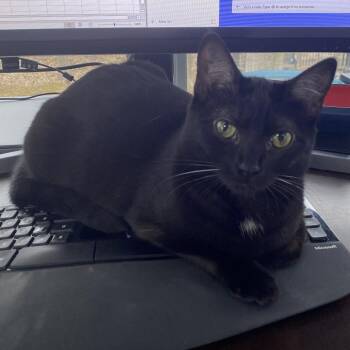 Pearl - Home to Home -  Domestic Short Hair and Mixed Breed Cat for Adoption in South Elgin, Illinois - Pearl - Home To Home | PetCurious