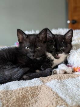 Yuki AND Yoshi -  Domestic Short Hair Cat Available for Adoption in Rochester, New Hampshire - Yuki AND Yoshi | PetCurious
