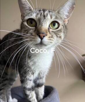 Coco -  American Shorthair and Domestic Short Hair Cat for Adoption in Shrewsbury, Massachusetts - Coco | PetCurious