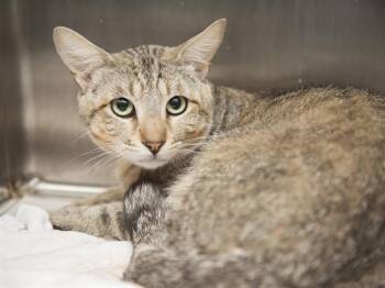 Domestic Short Hair Cats Available for Adoption in Phoenix, Arizona - NIMBUS | PetCurious