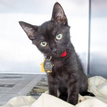 JIMMY -  Domestic Short Hair Cat for Adoption in St. Louis, Missouri - JIMMY | PetCurious
