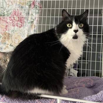 Toez -  Domestic Long Hair and Extra Toes Cat Hemingway Polydactyl Cat for Adoption in Reno, Nevada - Toez | PetCurious