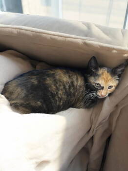 Rescue Domestic Short Hair Cats for Adoption in Champaign, Illinois - CeCe | PetCurious