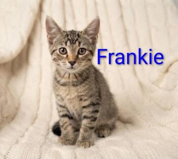 Little Frankie -  Tabby Cat for Adoption in Wyandotte, Michigan - Little Frankie | PetCurious