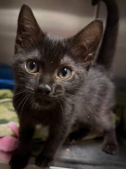 Mary Lou (Petsmart) -  Domestic Short Hair Cat for Adoption in Ocala, Florida - Mary Lou (Petsmart) | PetCurious