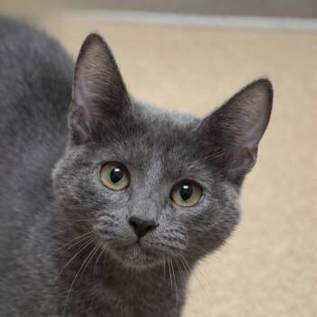 Stormie -  Domestic Short Hair Cat for Adoption in Brenham, Texas - Stormie | PetCurious