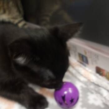 Rescue Domestic Short Hair Cats for Adoption in Wappingers Falls, New York - Manny(Wakonda Kit 2) | PetCurious