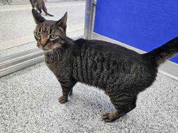 Buddy -  Domestic Short Hair Cat for Adoption in Dunkirk, New York - Buddy | PetCurious