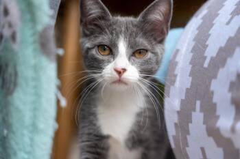 Domestic Short Hair Cats Available for Adoption in Dallas, Texas - Mantis 0119 | PetCurious