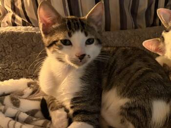 Monkey -  Tabby Cat for Adoption in Burnaby, British Columbia - Monkey | PetCurious