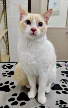 Domestic Short Hair Cats Available for Adoption in Derwood, Maryland - LEONARDO DICATRIO | PetCurious