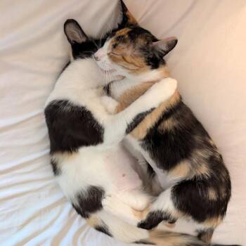 Phoebe & Europa -  Domestic Short Hair Cat for Adoption in Oceanside, California - Phoebe & Europa | PetCurious
