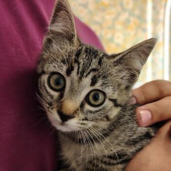 Cake -  Domestic Short Hair Cat for Adoption in Titusville, Florida - Cake | PetCurious