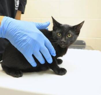 Bashful -  Domestic Short Hair Cat for Adoption in Westland, Michigan - Bashful | PetCurious