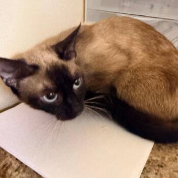 Domestic Short Hair and Siamese Cats Available for Adoption in Corinth, Mississippi - Rose | PetCurious